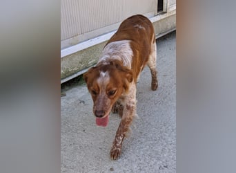 Nala, sucht ihre Herzensmenschen