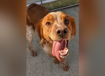 Nala, sucht ihre Herzensmenschen