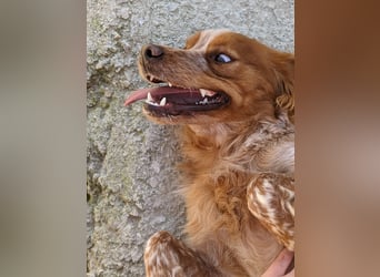 Nala, sucht ihre Herzensmenschen