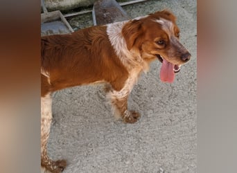 Nala, sucht ihre Herzensmenschen