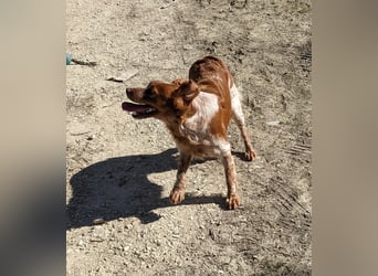 Nala, sucht ihre Herzensmenschen