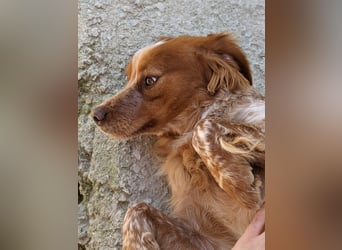 Nala, sucht ihre Herzensmenschen