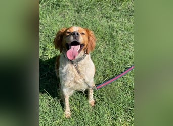 Hugo sucht sein eigenes Körbchen