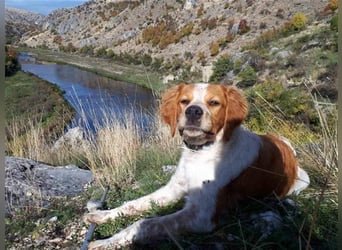 Hugo sucht sein eigenes Körbchen