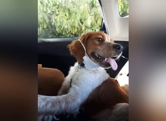 Hugo sucht sein eigenes Körbchen