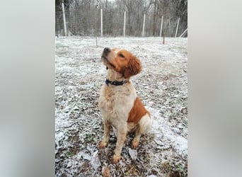 Hugo sucht sein eigenes Körbchen