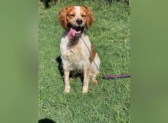 Hugo sucht sein eigenes Körbchen