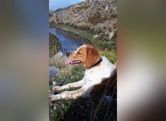 Hugo sucht sein eigenes Körbchen