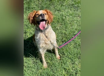 Hugo sucht sein eigenes Körbchen