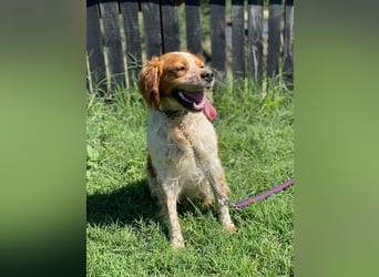 Hugo sucht sein eigenes Körbchen