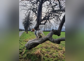 Bretonin sucht neuen Wirkungskreis