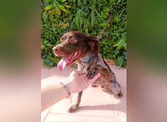 Hornet geb. 06/2023 (ESP) - aufgeschlossener, fröhlicher und verschmuster Bretonischer Spaniel!