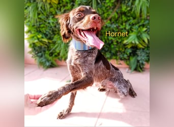 Hornet geb. 06/2023 (ESP) - aufgeschlossener, fröhlicher und verschmuster Bretonischer Spaniel!