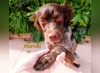 Hornet geb. 06/2023 (ESP) - aufgeschlossener, fröhlicher und verschmuster Bretonischer Spaniel!