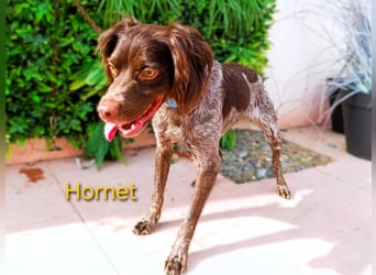 Hornet geb. 06/2023 (ESP) - aufgeschlossener, fröhlicher und verschmuster Bretonischer Spaniel!
