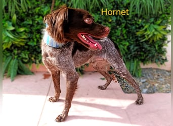 Hornet geb. 06/2023 (ESP) - aufgeschlossener, fröhlicher und verschmuster Bretonischer Spaniel!