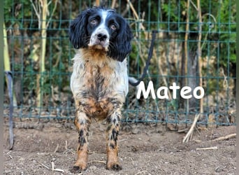 Mateo geb. 06/2020 (ESP) - sehr sozialer und anhänglicher Bretonischer Spaniel!