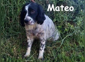 Mateo geb. 06/2020 (ESP) - sehr sozialer und anhänglicher Bretonischer Spaniel!