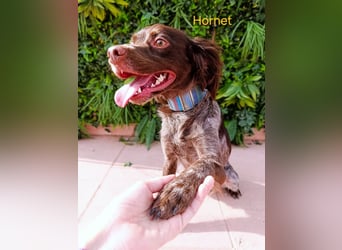 Hornet geb. 06/2023 (ESP) - aufgeschlossener, fröhlicher und verschmuster Bretonischer Spaniel!