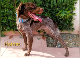 Hornet geb. 06/2023 (ESP) - aufgeschlossener, fröhlicher und verschmuster Bretonischer Spaniel!