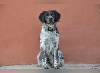 Willst du mit Rufo durchs Leben gehen?