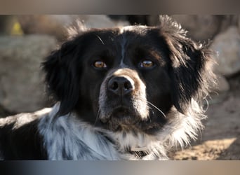 Willst du mit Rufo durchs Leben gehen?