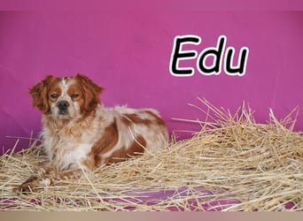 Wer möchte Edu zeigen, dass hinter den Tierheimmauern ein neues Leben auf ihn wartet?