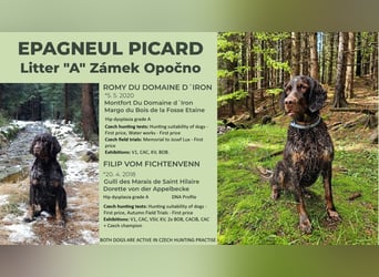 Epagneul Picard