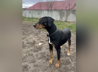 Freundliche Auri sucht ihr Zuhause