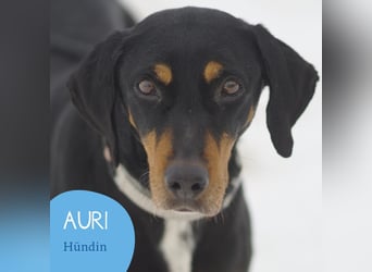 Freundliche Auri sucht ihr Zuhause