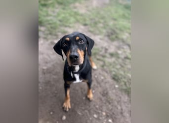 Freundliche Auri sucht ihr Zuhause