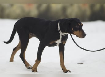 Freundliche Auri sucht ihr Zuhause