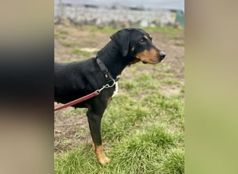 Freundliche Auri sucht ihr Zuhause