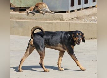 Csoki ist eine Siebenbürger Bracke (Erdélyi Kopó)