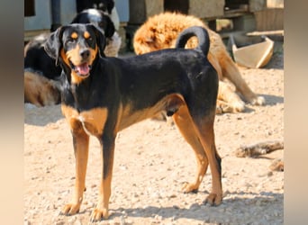 Csoki ist eine Siebenbürger Bracke (Erdélyi Kopó)