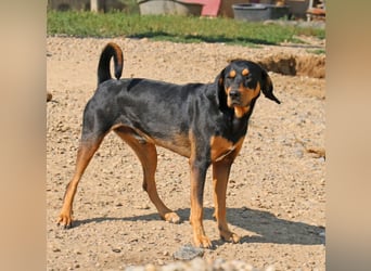 Csoki ist eine Siebenbürger Bracke (Erdélyi Kopó)