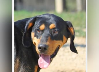 Csoki ist eine Siebenbürger Bracke (Erdélyi Kopó)