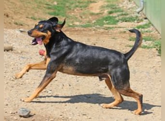 Csoki ist eine Siebenbürger Bracke (Erdélyi Kopó)