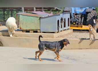 Csoki ist eine Siebenbürger Bracke (Erdélyi Kopó)