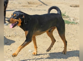 Csoki ist eine Siebenbürger Bracke (Erdélyi Kopó)