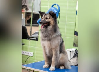 Batist - Wunderschön & Intelligent (Ukraine)