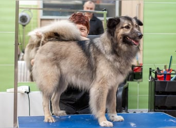 Batist - Wunderschön & Intelligent (Ukraine)