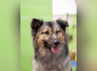 Batist - Wunderschön & Intelligent (Ukraine)