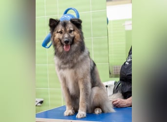 Batist - Wunderschön & Intelligent (Ukraine)