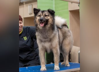 Batist - Wunderschön & Intelligent (Ukraine)