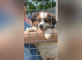 Kajos - (Dringend Pflegestelle oder Zuhause gesucht) Mama weiß ALLES