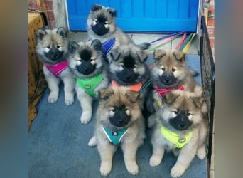 Eurasier Welpen abzugeben