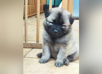 Eurasier Welpen abzugeben