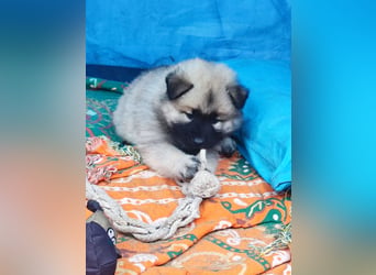 Eurasier Welpen abzugeben