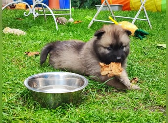 Eurasier Welpen abzugeben